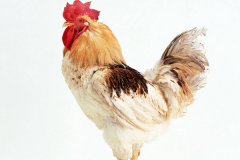 肉雞常見呼吸道病的發(fā)病原因？