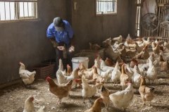 雞新城疫用什么藥效果好，知道之后無(wú)需再區(qū)分