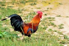 肉雞養(yǎng)殖成本要如何控制？