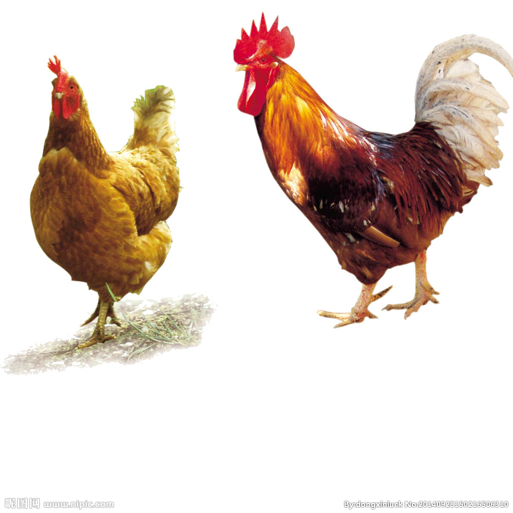  提高肉鴨養(yǎng)殖效益！這八個(gè)飼養(yǎng)管理要注意了?。夹g(shù)） 